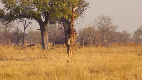 Rückansicht-Einer-Giraffe,-Die-In-Der-Natur-Spazieren-Geht