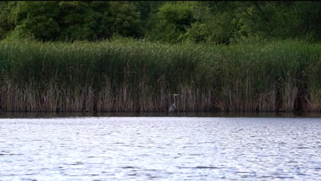 Gray-heron-fishing-in-lake-open-view