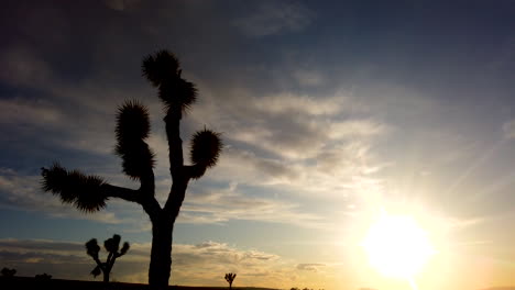 Timelapse-of-bright-golden-sun-setting-behind-silhouette-Joshua-tree