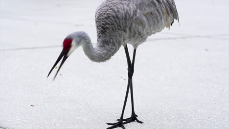 Sandhill-Crane-bird-eating-corn-from-the-street,-close-up-slow-motion