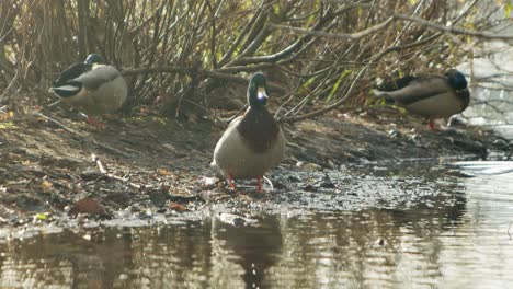 Male-Mallard-Duck-Shaking-Water-off-Feathers-in-Slow-motion