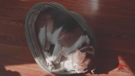 Beagle-Schläft,-Dehnt-Sich-Aus,-Bewegt-Das-Bett,-Draufsicht,-Hartholzboden