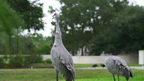 Two-sandhill-cranes-in-the-wild,-singing-to-other-birds-in-the-distance,-close-up-slow-motion