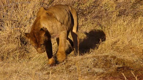 Lioness-walking-on-dry-ground-in-the-savana