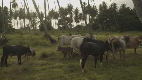 Cattle-and-their-calf-grazing-together-with-sheep-in-an-open-field-with-a-coconut-estate-in-the-background