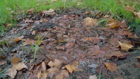 Water-reflecting-on-puddle-filled-with-leaves-in-grass,-Closeup-Detail