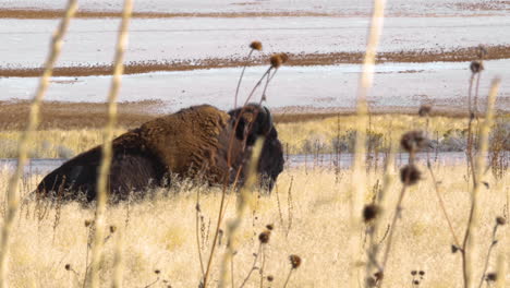 A-shot-through-the-tall-grass-of-an-American-bison-or-buffalo-lying-down-and-eating