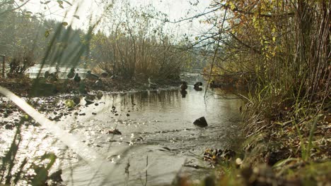 Mallard-Ducks-in-a-River-Creek-in-4K