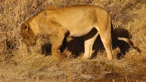 Lioness-walking-in-the-savanna-in-Botswana