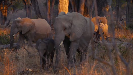 Detail-of-small-herd-of-elephants-during-golden-hour