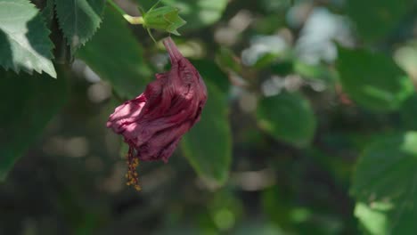 Verschrumpelte-Rote-Blume,-Die-Tot-Von-Stängel-Und-Blättern-Baumelt,-Nahaufnahme