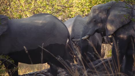 Elephant-herd-in-Okavango-Delta,-Botswana