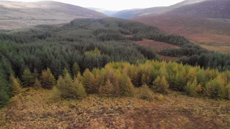 A-forest-in-the-mountains-in-Ireland-during-an-overcast-day