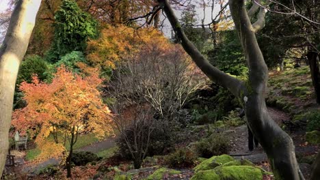 Lady-walks-down-a-path-through-autumn-colours