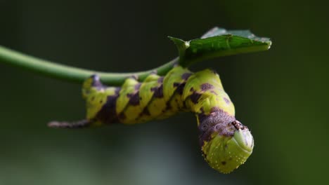 Carepillar-with-checkered-pattern-eating-a-leaf-as-it-is-getting-ready-for-metamorphosis-in-the-jungle-of-Kaeng-Krachan-National-Park