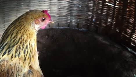 Nahaufnahme-Einer-Henne-In-Einem-Traditionellen-Gewebten-Hühnerkorb