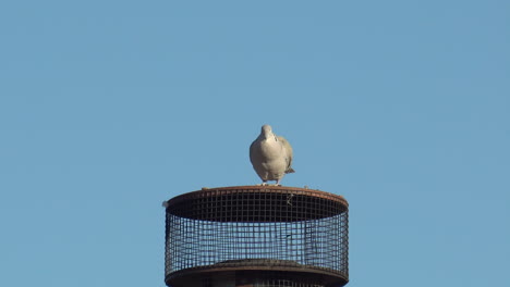 White-dove-perched-up-high-with-clear-blue-sky-background
