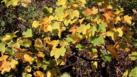 Flattern-Gelber-Blätter
