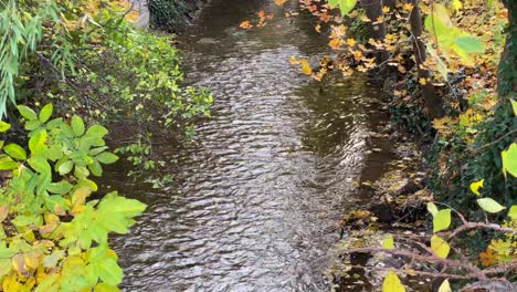 small-creek-in-autumn-vertical-in-picture,-right-and-left-bank,-yellow-green-leaves