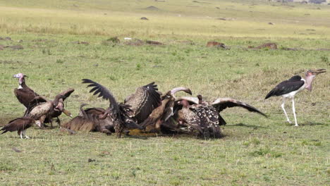 Vultures-eating-at-carcass-in-Kenya,-Africa,-Masai-Mara