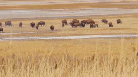 A-large-herd-of-American-bison-or-buffalo-at-the-shores-of-the-salt-lake-in-Antelope-Island-Utah