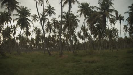 Epische-Landschaft-Eines-Kokosnuss-Anwesens-Während-Der-Fahrt-Auf-Der-Kaibischen-Insel-Trinidad-Und-Tobago