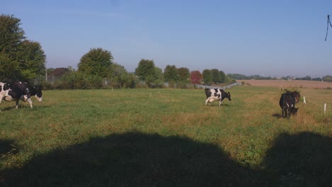 Vista-De-Vacas-Caminando-Por-Un-Campo-Que-Se-Dirige-Al-Granero-En-Un-Día-Soleado