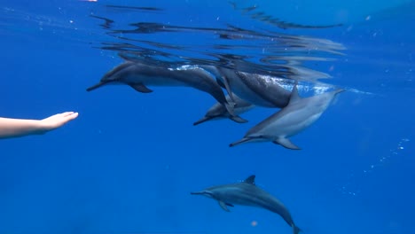A-pod-of-Hawaiian-Bottlenosed-dolphins-approaching-a-female-snorkeling-off-the-coast-of-the-West-Side-of-Oahu