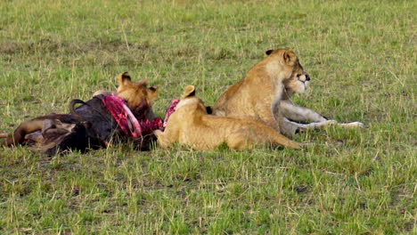 Leones-En-Masai-Mara,-Kenia,-Alimentándose-De-Un-ñu