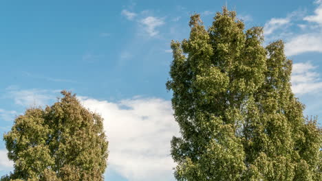 Wolken-Treiben-Hinter-Hohen-Grünen-Bäumen-Am-Blauen-Himmel,-Zeitraffer-Mit-Niedrigem-Winkel