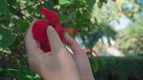 Woman-hands-touching-velvet-petals-of-red-flower,-Slow-Motion-Close-Up