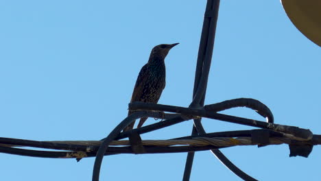 Silhouette-bird-looks-around-on-telephone-wire,-low-angle-with-blue-sky