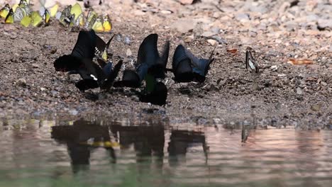 Butterflies-with-black-wings-and-others-with-different-colours,-lick-for-minerals-on-the-ground-as-they-flap-their-wings-reflected-on-water