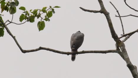 Bird-of-Prey-looking-around-for-a-potential-meal-from-a-high-branch