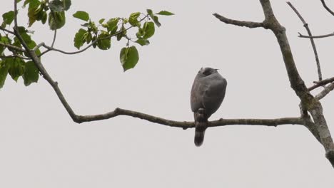 Crested-Goshawk-backside-view-as-it-carefully-scanning-the-jungle-from-a-branch-of-a-high-tree-in-the-jungle