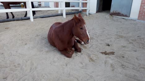 A-dark-brown-colored-horse-with-white-blaze-is-sitting-down-in-the-sand-in-his-enclosure-outside-a-stable