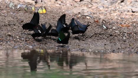 Paris-Peacock-Butterfly-or-Papilio-Paris-with-other-black-winged-Butterflies-swarming-on-the-ground-reflected-on-water-at-Kaeng-Krachan-National-Park,-in-slow-motion