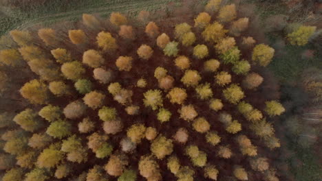 Aerial-footage-over-colorful-crowns,-magic-color-of-autumn-in-the-forest