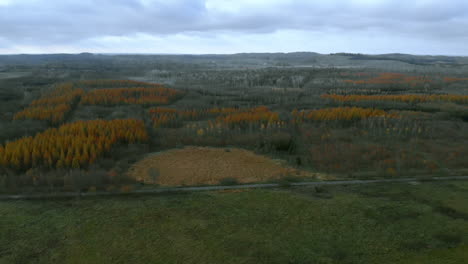 Aerial-footage-near-a-forest,-beautiful-yellow-golden-trees-grow-in-groups,-autumn-colors-around-the-forest