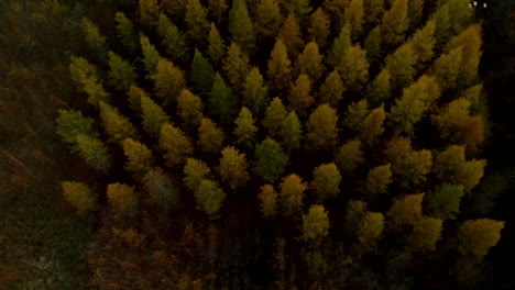 Aerial-footage:-top-down,-view-of-tree-crowns-in-autumn,-multicolored-plants-during-flowering