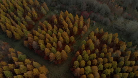 Aerial-footage:-over-the-tree-crowns-in-autumn,-beautiful-colors-of-the-trees-arranged-in-groups,-selected-groups
