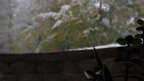 First-snowfall-of-the-year-lightly-falling-over-pine-trees-as-seen-from-a-basement-window-with-succulent-in-view