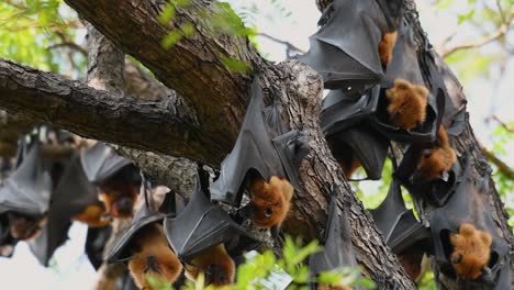 Lyle’s-Flying-Foxes,-Pteropus-lyleior,-roosting-during-the-day-while-they-fan-their-bodies-with-their-wings-constantly-to-cool-themselves-as-they-rest,-in-slow-motion