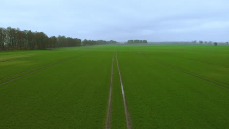 Aerial-footage-over-the-green-field-of-maturing-grain,-wide-field-with-wheel-marks,-trees-at-the-edge-of-the-road-along-the-field