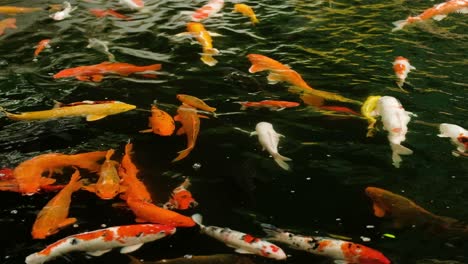 Beautiful-koi-fishes-swimming-in-a-water-garden