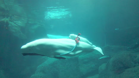A-couple-of-Beluga-whales-plays-with-the-ribbon