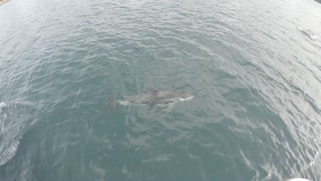 Delfines-Oscuros-Jugando-En-Los-Sonidos-De-La-Reina-Charlotte-En-La-Isla-Sur-De-Nueva-Zelanda