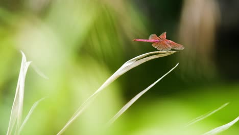 Close-up-of-red-dragonfly-is-resting-on-grass-with-environment-of-morning-sun-light