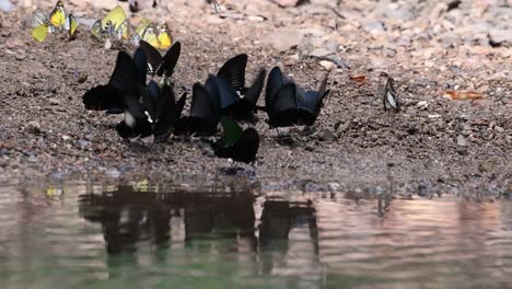 Pariser-Tagpfauenauge-Oder-Papilio-Paris-Mit-Anderen-Schwarzen-Geflügelten-Schmetterlingen,-Die-Auf-Dem-Boden-Schwärmen,-Reflektierten-Sich-Auf-Wasser-Im-Kaeng-Krachan-Nationalpark