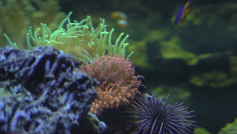 Extreme-Nahaufnahme-Des-Farbenfrohen-Tropischen-Sea-World-Aquariums-Mit-Zierfischen-Clownfischen-Haien-Meerespflanzen-Und-Korallen